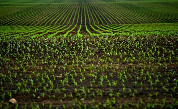 Сельское хозяйство и пищевая промышленность